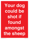 your-dog-could-be-shot-if-found-amongst-the-sheep~